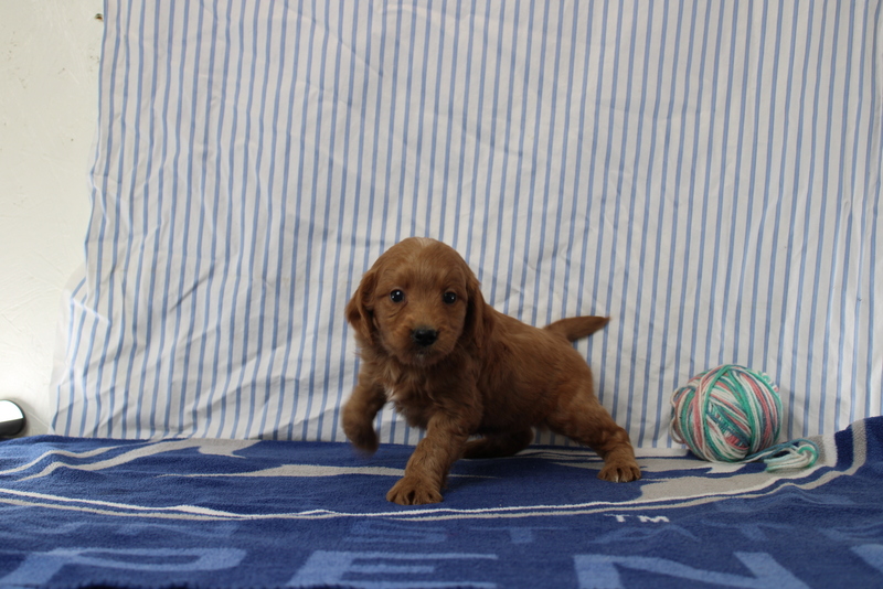 puppy, for, sale, Mini Golden Doodle F1, Matthew B. Stoltzfus, dog, breeder, Gap, PA, dog-breeder, puppy-for-sale, forsale, nearby, find, puppyfind, locator, puppylocator, aca